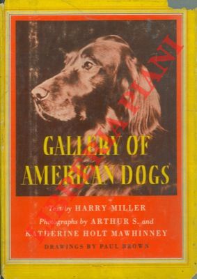 Gallery of american dogs.