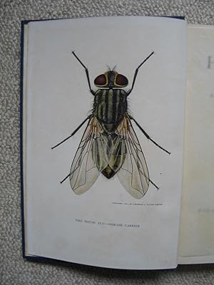 The House Fly - Disease Carrier - An account of its dangerous activities and of the means of dest...