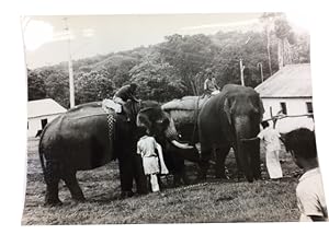 Elephants in Mudumalai Wildlife Sanctuary in 1973. [our title]