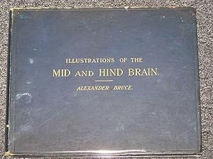 Illustrations of the Mid and Hind Brain