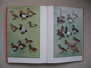 Wildfowl in Great Britain - A Survey of the winter distribution of the Anatidae and their conserv...