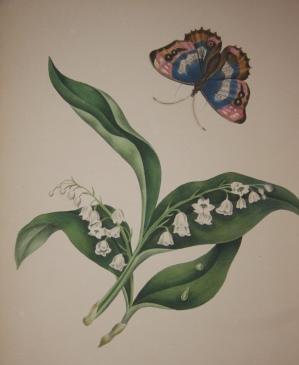 The Beauties of Flora, with botanic and poetic illustrations: being a Selection of Flowers drawn ...