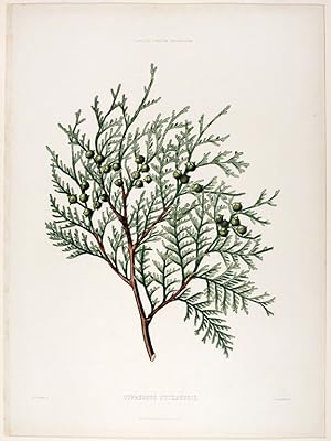 Cupressus nutkaensis (Nootka or Alaska Cedar)