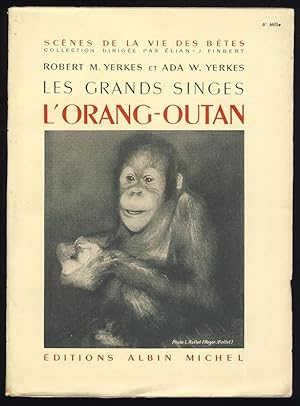 Les grands singes. L'orang-outan