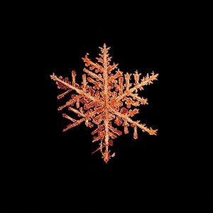 alleverythingthatisyou sno8_242.1 (SIGNED by Mike + Doug Starn: Limited Ed. print)