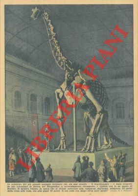 Lo scheletro del più grande animale terrestre che sia mai esistito - il brachiosauro - é stato sc...