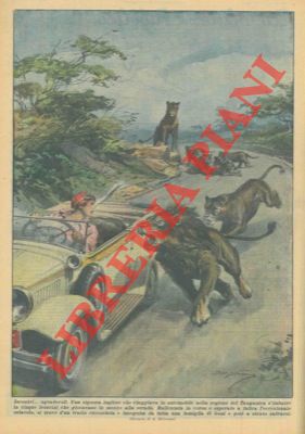 Signora inglese che viaggiava in automobile nella regione del Tanganica s'imbatté in cinque leonc...