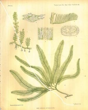 On new species of Caulerpa, with observations on the position of the Genus.