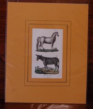 Il Cavallo, Incisione originale colorata a mano d'epoca.