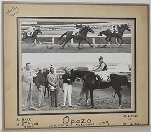 RACEHORSE "OPOZO". ORIGINAL PHOTO