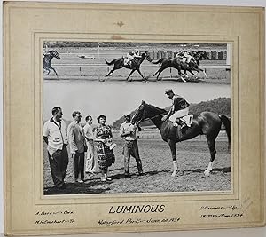 RACEHORSE "LUMINOUS". ORIGINAL PHOTO