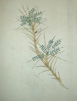 ORIGINAL EIGHTEENTH CENTURY BOTANICAL WATERCOLOUR DRAWING - Tragacantha massiliensis (Astragalus ...
