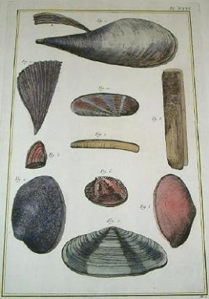 ORIGINAL HAND-COLOURED COPPER ENGRAVING - HISTOIRE NATURELLE, Coquilles De Mer (Seashells) FROM D...