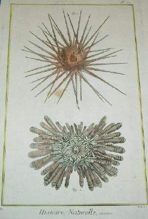 ORIGINAL HAND-COLOURED COPPER ENGRAVING - HISTOIRE NATURELLE, OURSINS (Sea Urchins) FROM DIDEROT'...