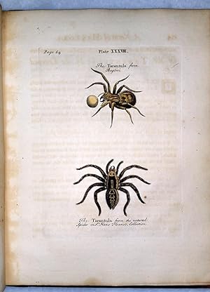 A Natural History of Spiders, and Other Insects