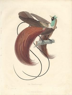 Color Plate of Der Paradiesvogel (Bird of Paradise)