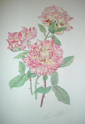 A FINE LARGE ORIGINAL WATERCOLOUR AND PENCIL OF A HYBRID ROSE, BY LORNA B. KELL