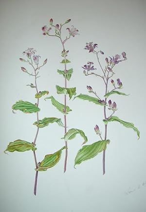 A FINE LARGE ORIGINAL WATERCOLOUR OF A TRICYRTIS, BY LORNA B. KELL