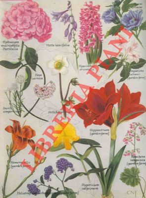 Flowers in colour. An amateur gardening encyclopaedia.
