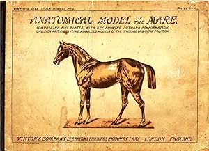 Anatomical Model of the Mare. Comprising Five Plates with Key Showing Outward Confirmation, Skele...
