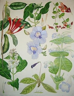 SUPERB ORIGINAL WATERCOLOUR PAINTING - PLATE 122 FROM WILD FLOWERS OF THE WORLD Featuring the Fol...