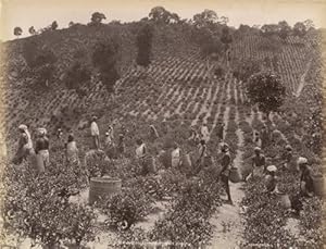 Photograph of Tea Leaf Harvest in Ceylon