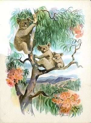 Three Koala bears in a tree, watercolor illustration of menu cover, S. S. Mariposa
