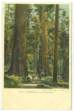 Christmas Postcard Showing Big Trees of California