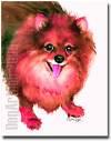 This is the POMERANIAN