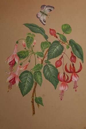 Album of Eleven Fine and Original Watercolor Botanical Studies