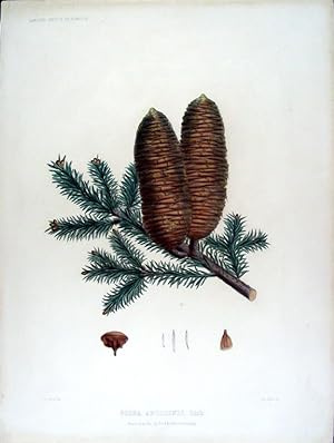 Picea apollinis. Link. (Greek Fir)