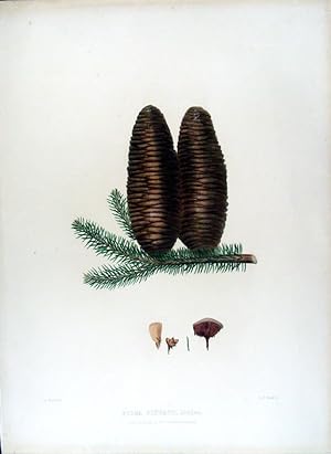 Picea pinsapo. (Spanish Fir)