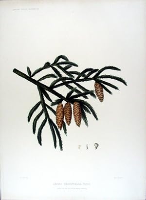 Abies orientalis. (Caucasian Spruce)