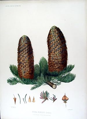 Picea nobilis. Loudon. (Red Fir)