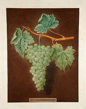 [Grapes] White Frontiniac Grape