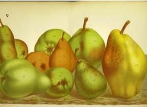 Pears print. Grouping of 10 pears including Hubert Gregoire, Beurre Dalbret & Beurre Bretonneau