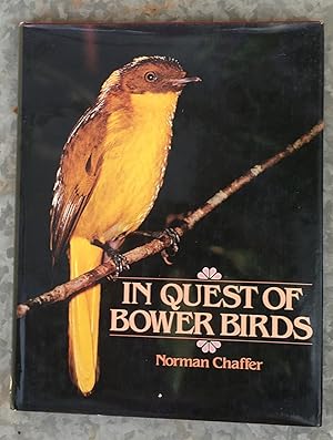 In Quest of Bower Birds