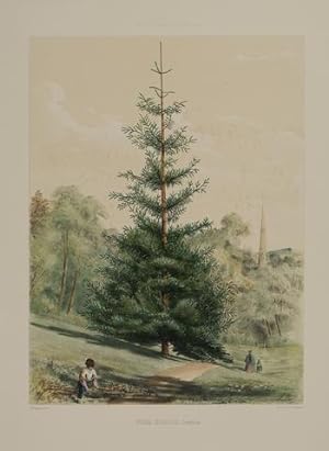 The Pinetum Britannicum. A Descriptive Account of Hardy Coniferous Trees Cultivated in Great Brit...