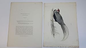 Phasianus Lineatus, Lineated Pheasant, Plate XII. & Text