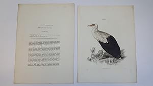 Vulture Hypoleucus, White-Bellies Vulture, Plate XIII. & Text