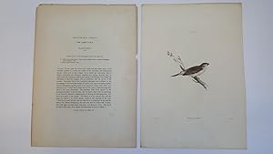 Erythura Cheet, The Cheet Finch, Plate XXXIV. & Text
