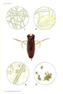 The Corixidae of the Western Hemisphere (Hemiptera)