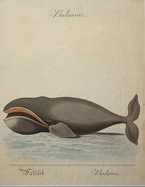 Fine collection of 143 items related to whaling & whales, including early engravings; an early wa...