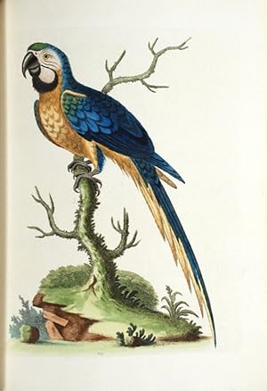 A Natural History of Uncommon Birds, and of Some Other Rare and Undescribed Animals