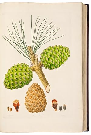 A Description of the Genus Pinus, with directions relative to the cultivation, and remarks on the...