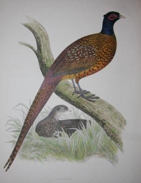 British Game Birds and Wildfowl. Illustrated with Sixty Coloured Plates.