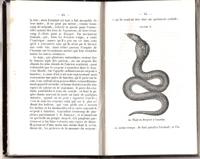 Reptiles Et Poissons