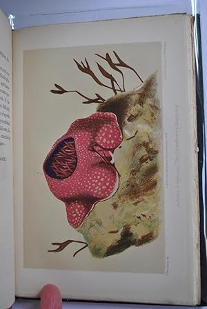 A Manual of the Sea-Anemones commonly found on the English Coast