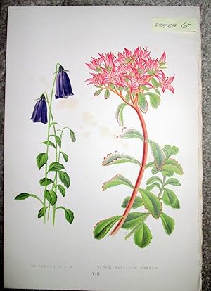 Antique Botanical Chromolithograph- Campanula Pulia and Sedum Pallidum Roseum.