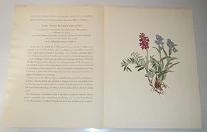 ORIGINAL PROSPECTUS WITH A COLOR PLATE FOR "JOSEF WEISZ: BLUMEN DER ALPEN".